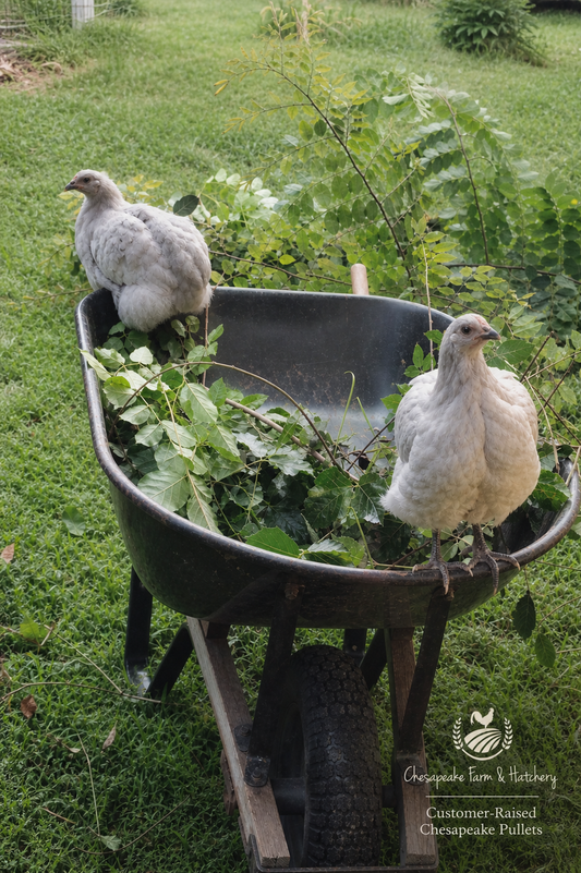 Lavendar Orpington Pullet