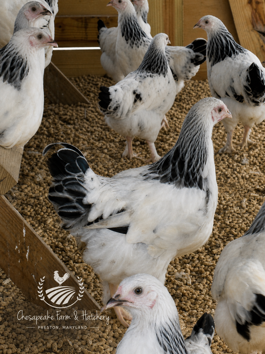 Light Brahma Pullet