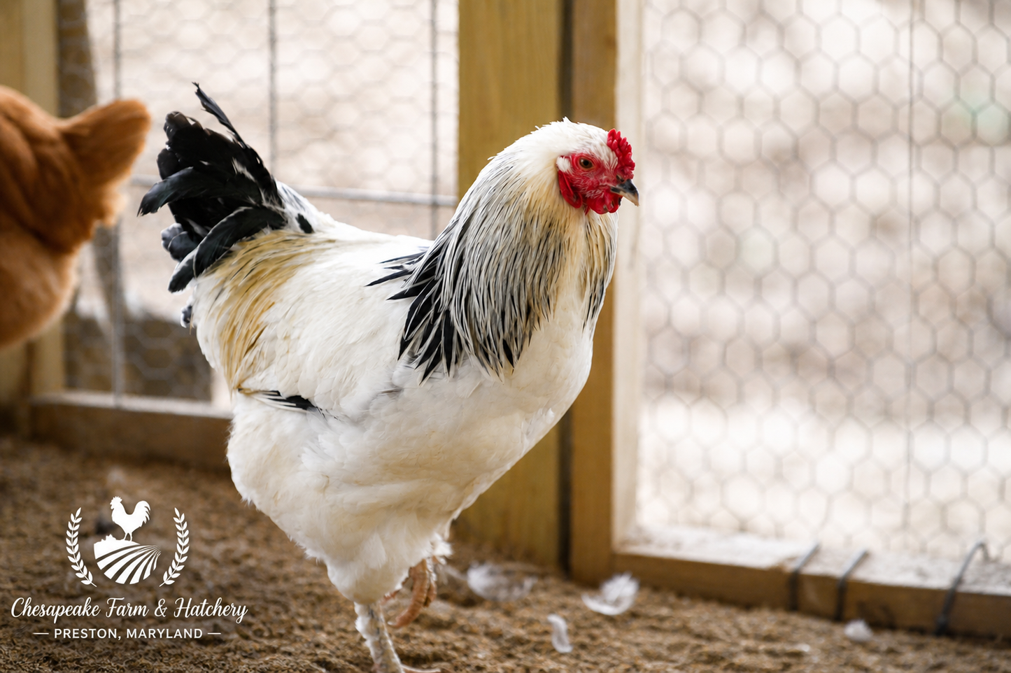 Light Brahma — Day-Old Chicks