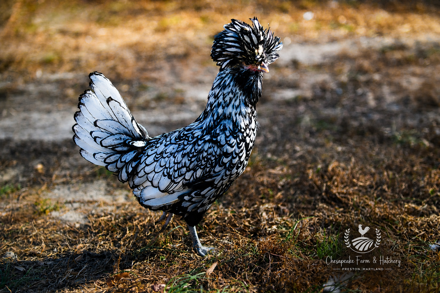Assorted Polish — Day-Old Chicks
