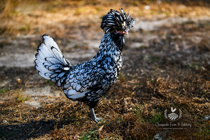 Assorted Polish — Day-Old Chicks