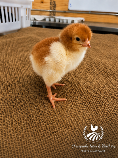 Rhode Island Red — Day-Old Chicks