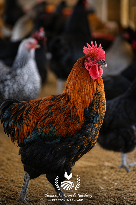 Bargain Roosters — Day-Old Chicks
