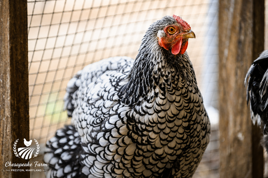 Silver Laced Wyandotte — Day-Old Chicks