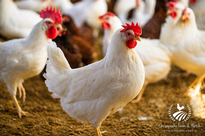 White Leghorn — Day-Old Chicks