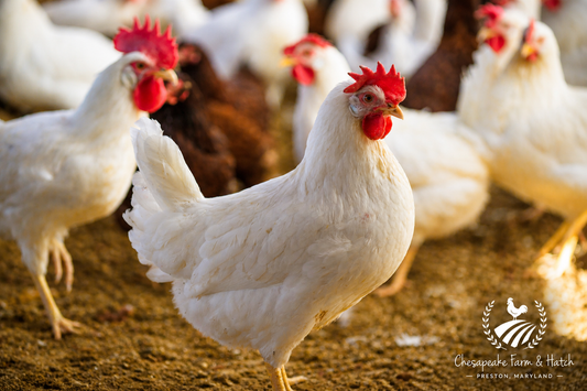 White Leghorn — Day-Old Chicks