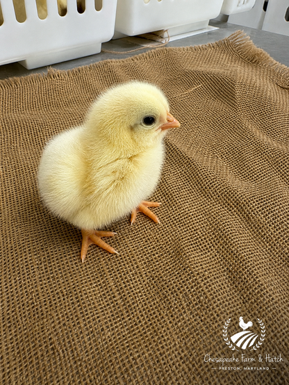 White Leghorn — Day-Old Chicks