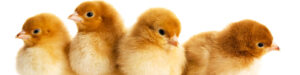 Image of small four cute chicks.