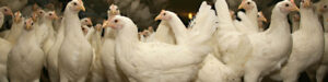 Picture of pullets at Chesapeake Hatchery.
