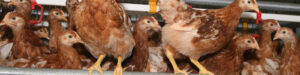 Image of pullets at the Chesapeake Hatchery.