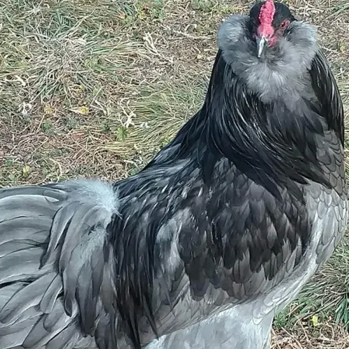 BBS Ameraucana chicken at Chesapeake Farm and Hatchery.