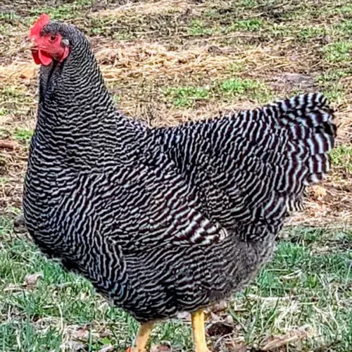 A Barred Plymouth Rock chicken on the Chesapeake Farm and Hatchery.