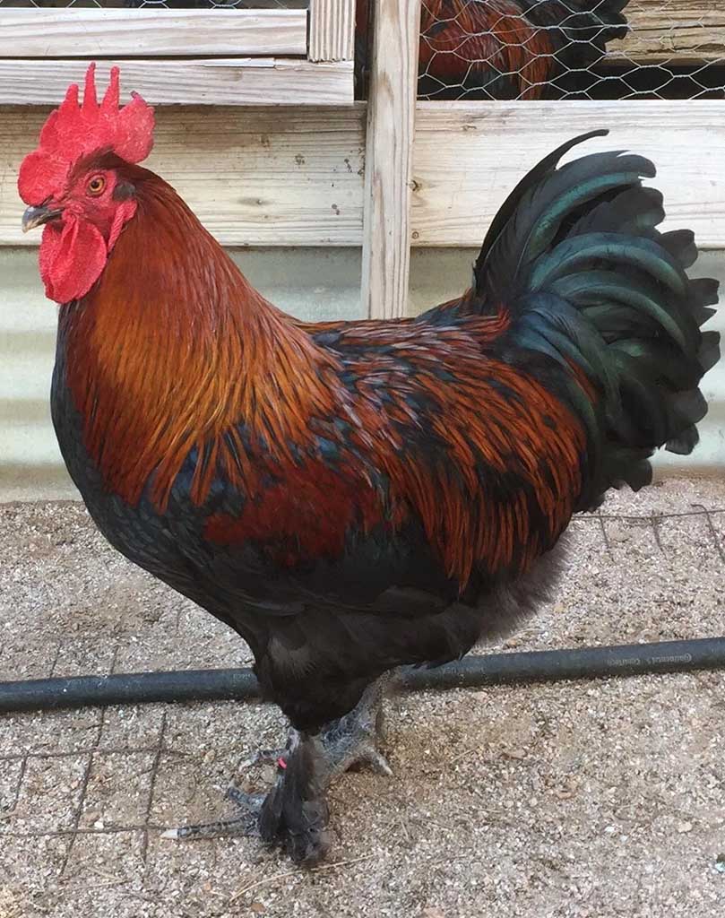Black Copper Maran Chicken at Chesapeake Farm and Hatchery.