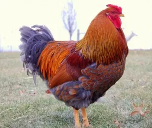 Blue Laced Red Wyandottes at Chesapeake Hatchery.