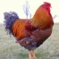 Blue Laced Red Wyandottes at Chesapeake Hatchery.