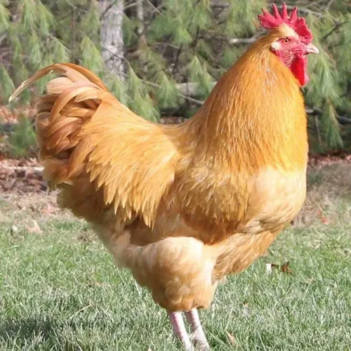 A Buff Orpington chicken at Chesapeake Farm and Hatchery.