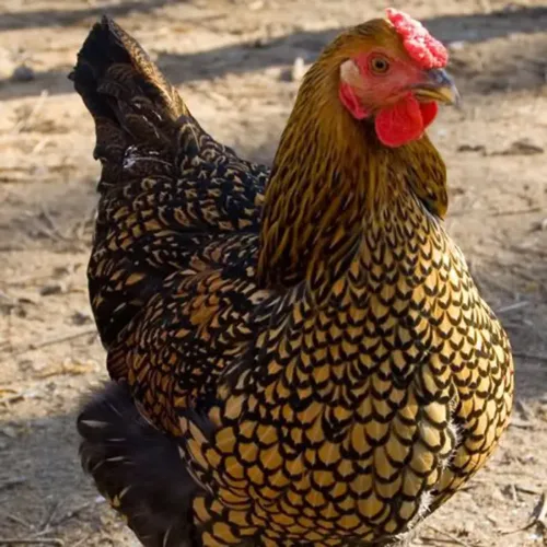 Golden-Laced-Wyandotte at Chesapeake Hatchery.