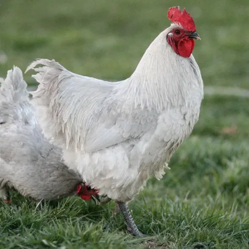 Lavender Orpington Chicken at Chesapeake Hatchery