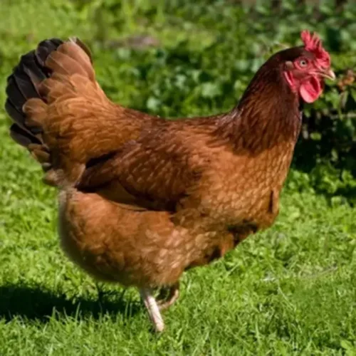 A Rhode Island Red chicken at Chesapeake Hatchery.