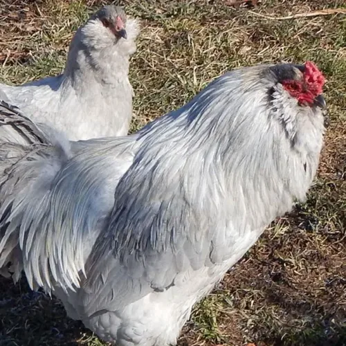 Self Blue Ameraucana Chicken at Chesapeake Farm and Hatchery.