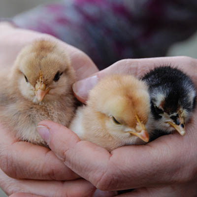 Three little chicks in the hands of Chesapeake Hatchery employee.