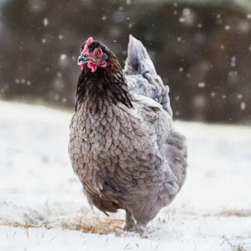 An image of a Blue Copper Maran (chicken) running in the snow.