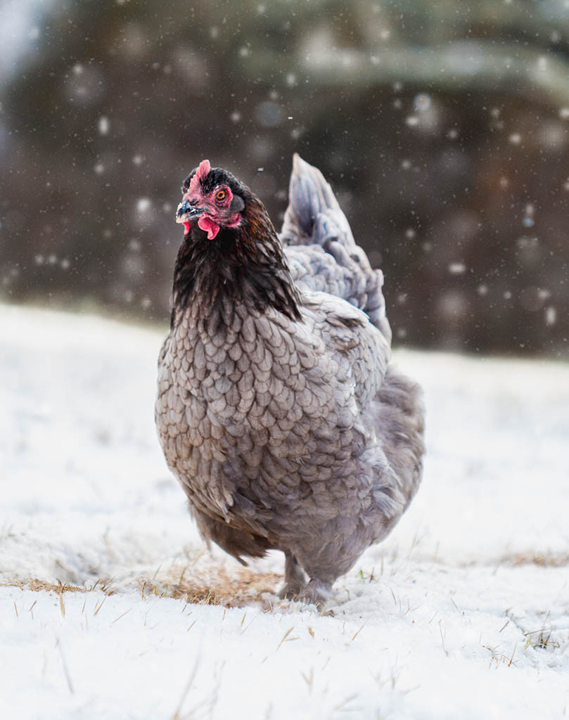 An image of a Blue Copper Maran (chicken) running in the snow.