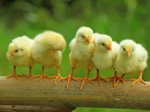 Five baby chicks standing on a branch.