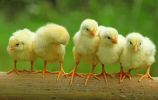 Five baby chicks standing on a branch.