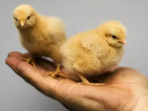 Two baby chicks on a hand at Chesapeake Hatchery