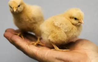 Two baby chicks on a hand at Chesapeake Hatchery