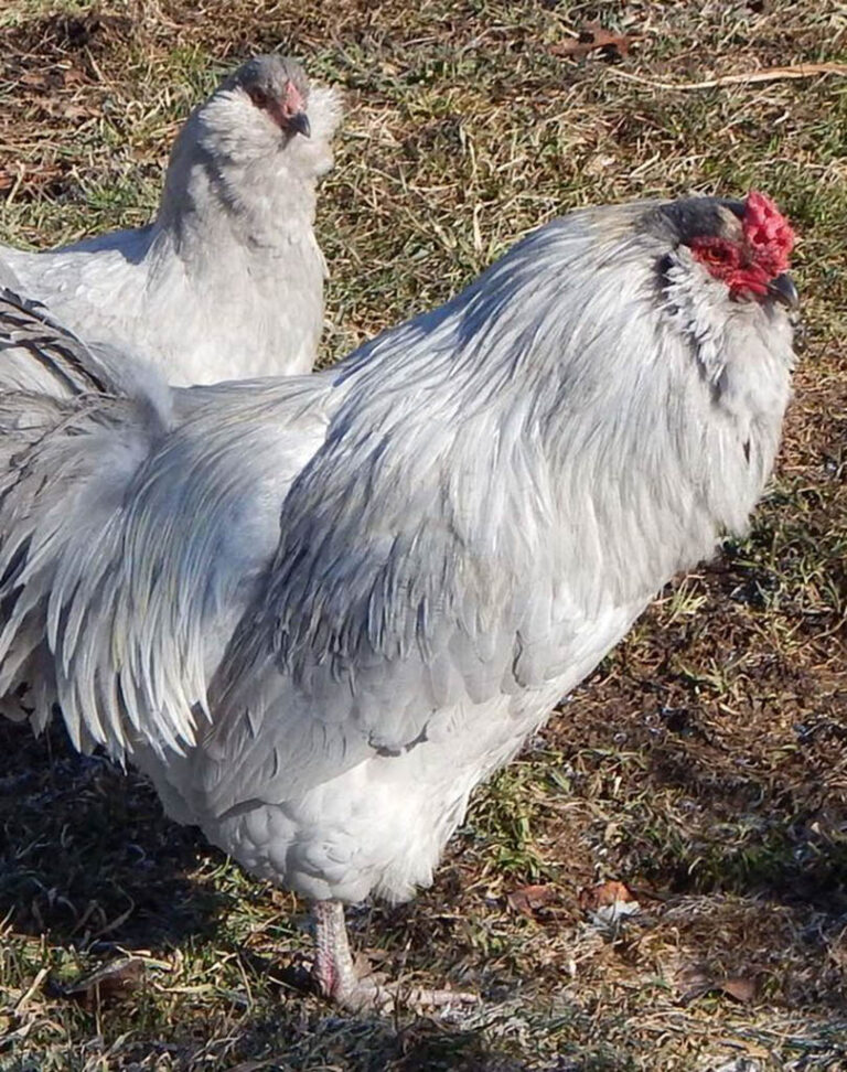 Self Blue Ameraucana Baby Chicks - Hatchlings