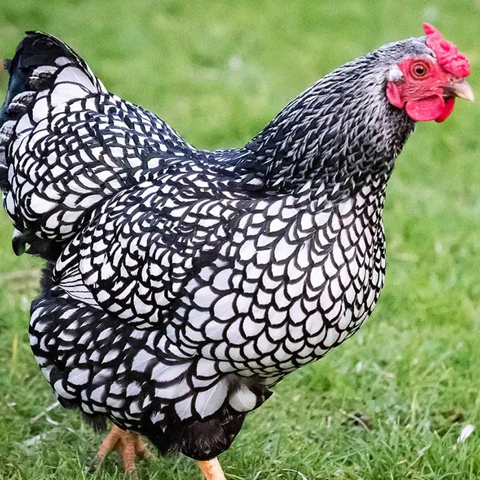 Picture of a Silver Laced Wyandotte at Chesapeake Farm and Hatchery.