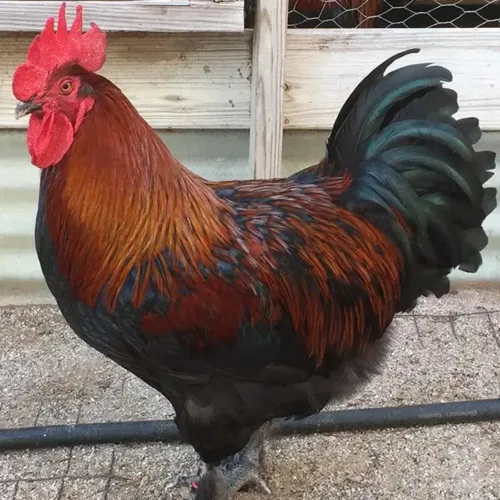 Black Copper Maran Chicken at Chesapeake Farm and Hatchery.