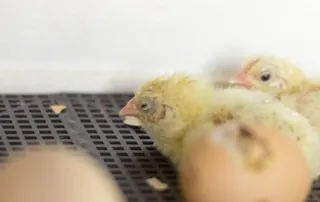 Baby chicks hatching at the Chesapeake Farm and Hatchery.