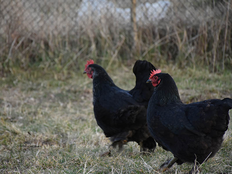 Black Australorps chickens at the Chesapeake Hatchery