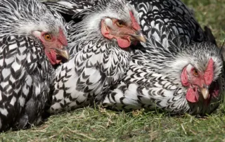 Silver Laced-Wyandotte at the Chesapeake Hatchery