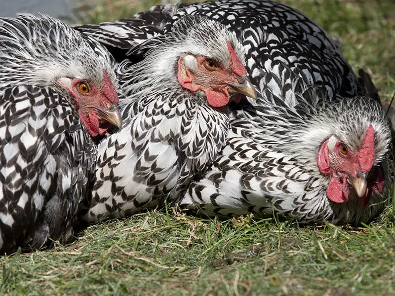 Silver Laced-Wyandotte at the Chesapeake Hatchery