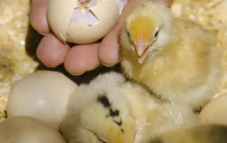 Image of a baby chicks