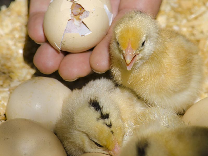 Image of a baby chicks