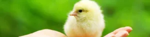 A baby chick that is a few days old in the palm of a hand.