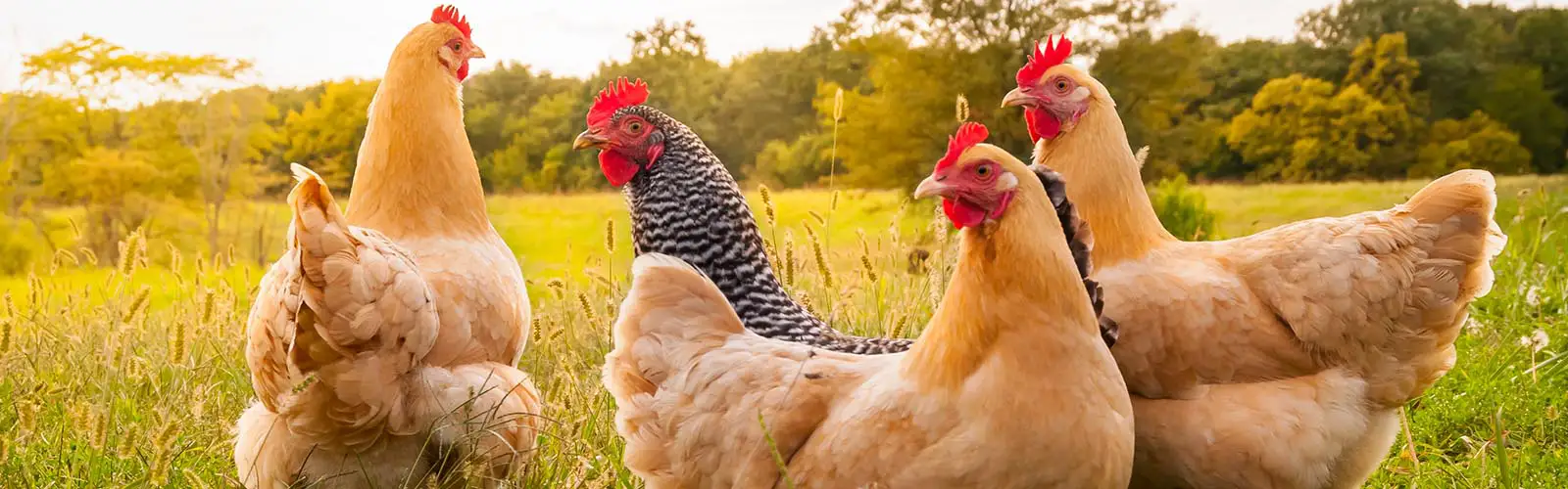 Chicken roaming freely at Chesapeake Hatchery.