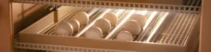Egg Incubator machine background. Bird egg with hatching in farm.