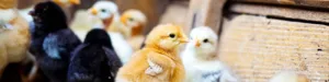 Group of little colorful baby chicks.