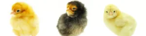 Day old chickens from Chesapeake - ready to ship to your home.