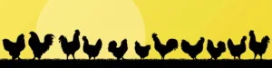 Chickens silhouettes in countryside landscape