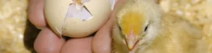 Hatching Eggs for sale at Chesapeake - Baby Chick coming out of egg.