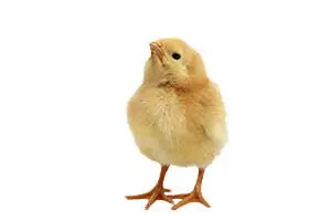 Little baby chick looking around.