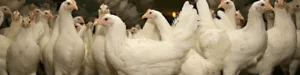Picture of pullets at Chesapeake Hatchery.