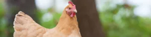 A Buff Orpington chicken at the Chesapeake Hatchery & Farm.